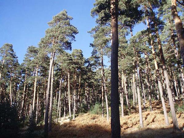 03_Pinus_sylvestris