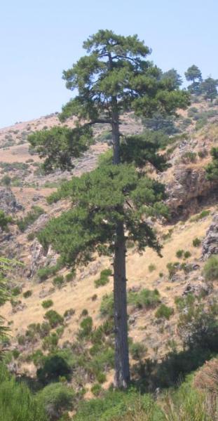 04_Pinus_nigra