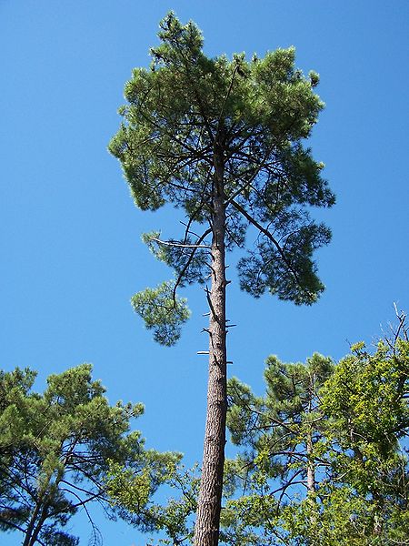 05_Pinus_pinaster