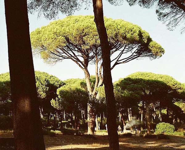 07_Pinus_pinea