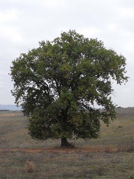 13_Quercus_petrea_humilis