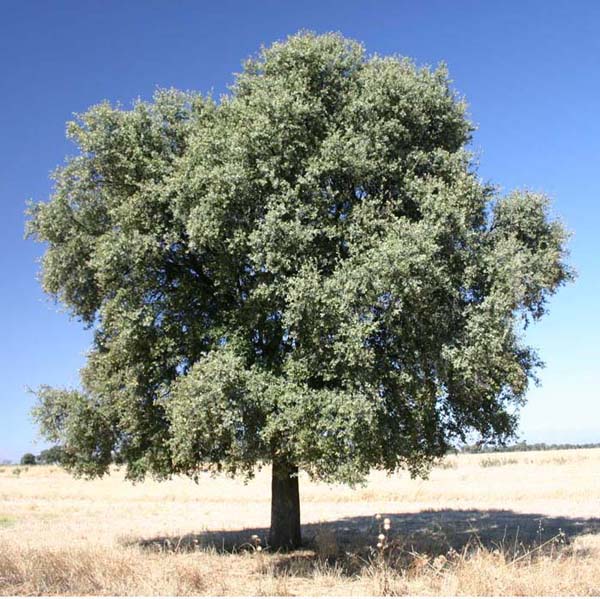 16_Quercus_ilex