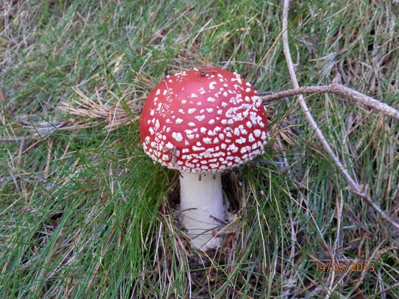 Amanita_muscaria