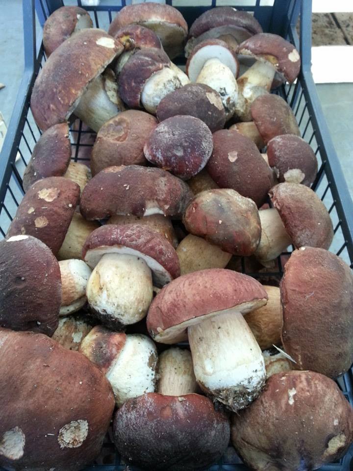 Boletus_congelacion