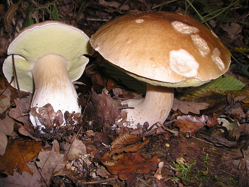 Boletus_edulis_01