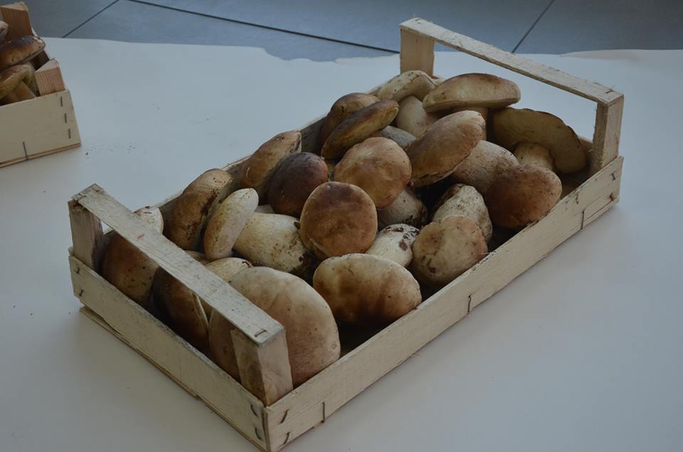 Boletus_frescos