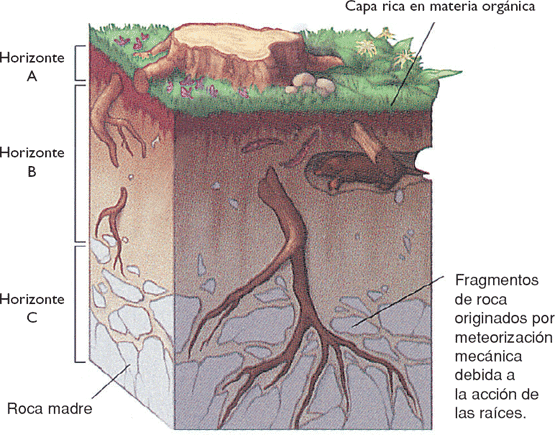 Capas_del_suelo