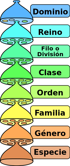 Categorias_taxonomicas_es.svg