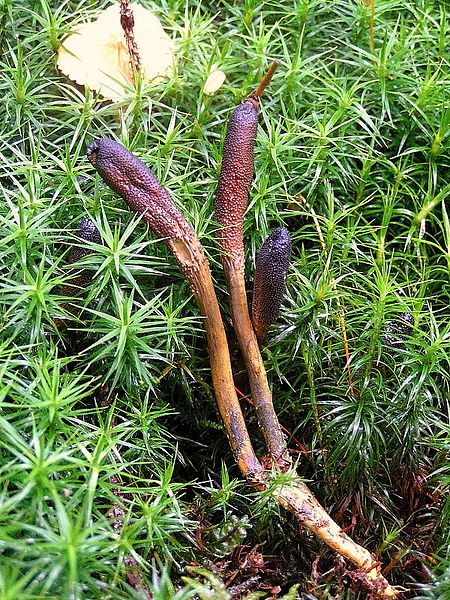 Cordyceps_ophioglossoides