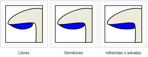 Diferencias_en_las_lminas01