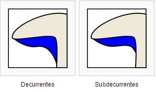 Diferencias_en_las_lminas02