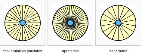 Diferencias_en_las_lminas05