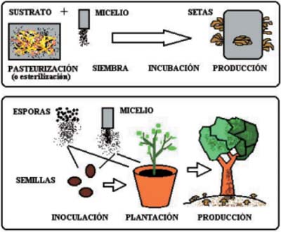 Formas_de_cultivo