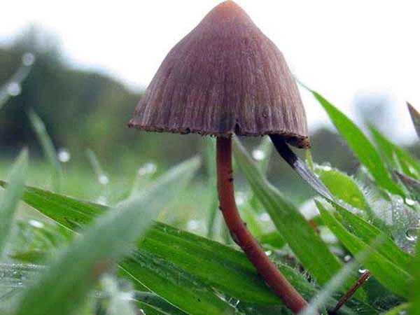 Psilocybe_mexicana