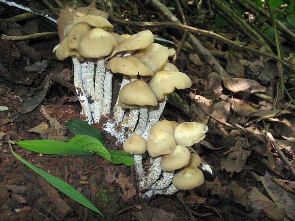 Psilocybe_zapotecorum