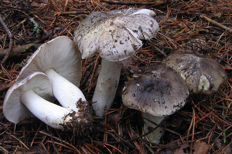 Tricholoma_portentosum