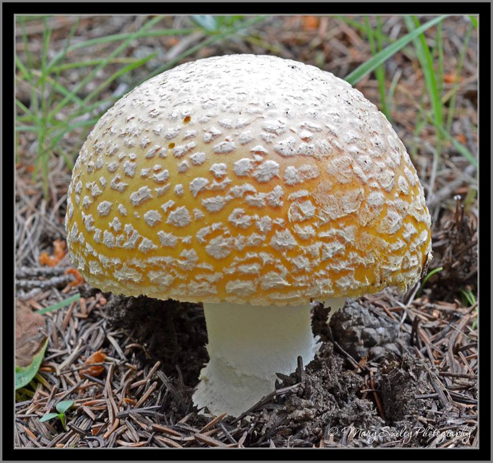 yellow_variant_of_Amanita_muscaria