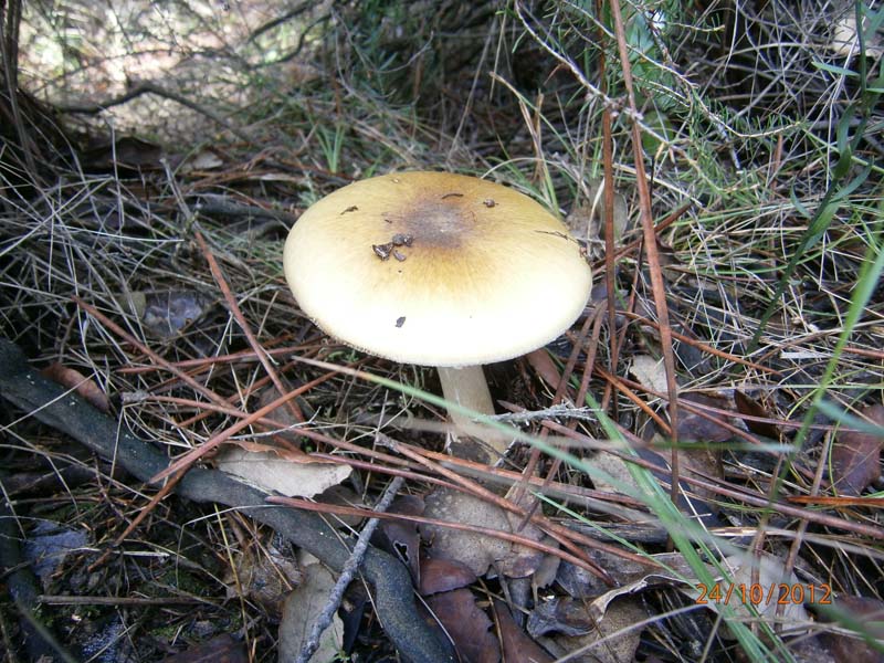 002_Amanita_phaloides_2