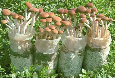 AGROCYBE