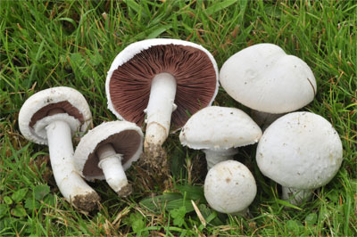 Agaricus-campestris