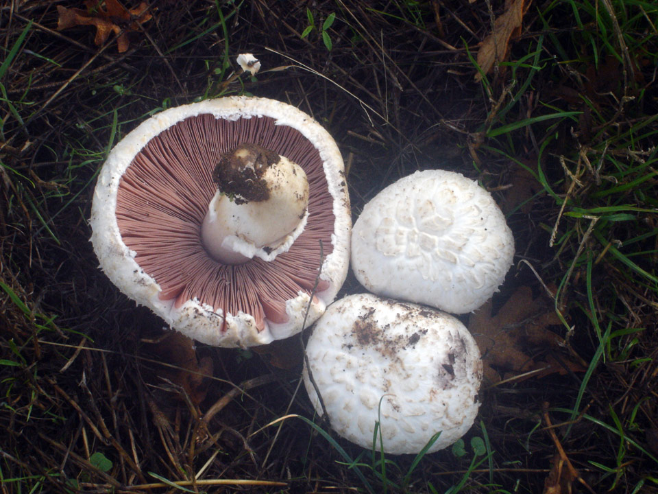 Agaricus_campestris