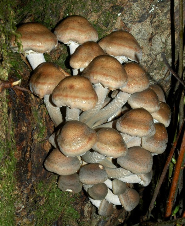 Armillaria_mellea_2