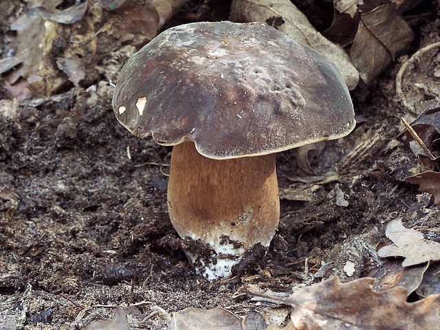 Boletus_aereus