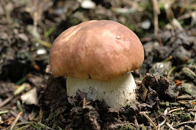 Boletus_reticulatus