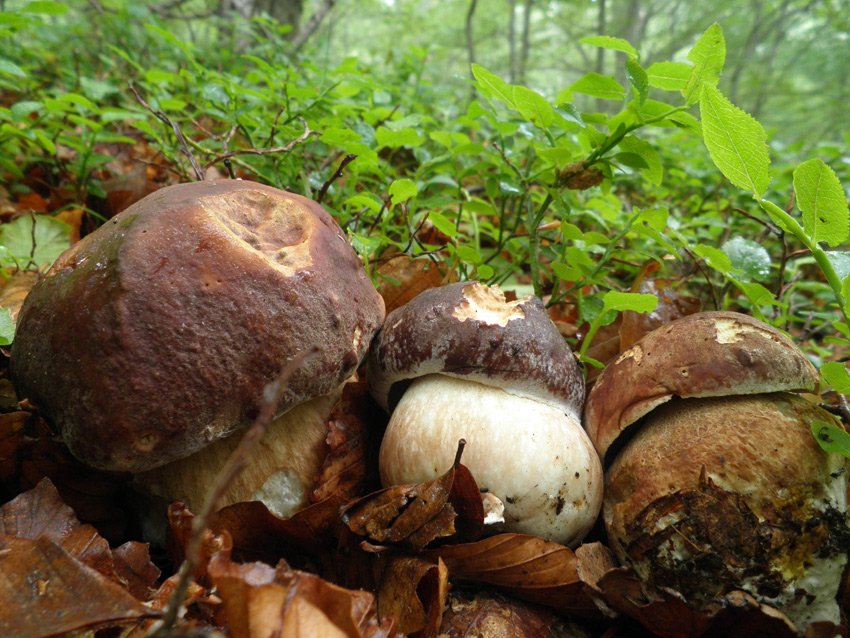 Ceps