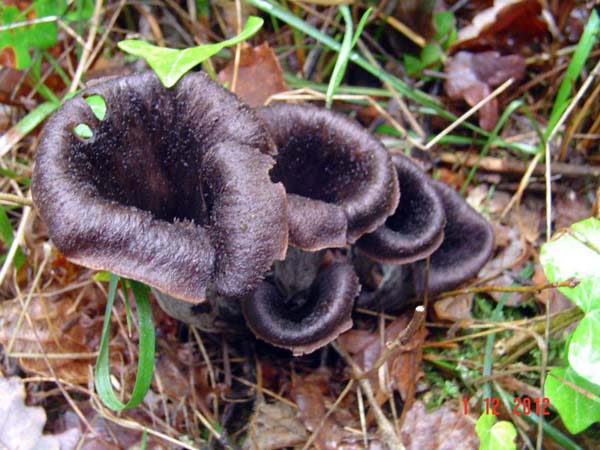 Craterellus_cornucopioides