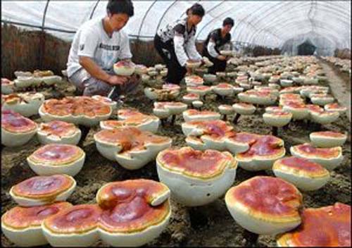 Cultivo_de_Ganoderma