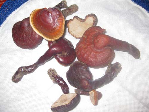 Ganoderma_01