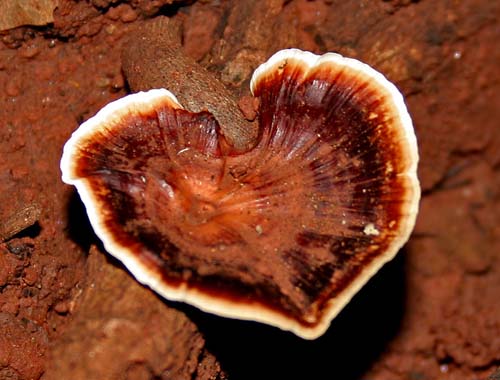 Ganoderma_02