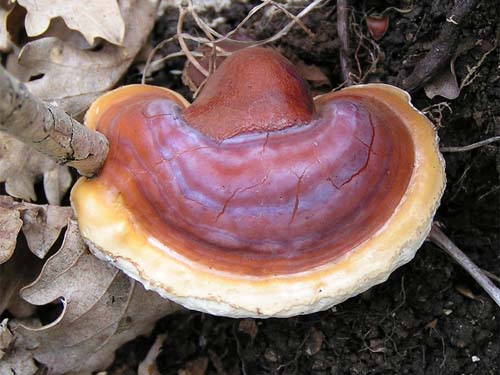 Ganoderma_lucidum_02