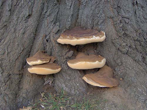 Gonoderma_applanatus_01