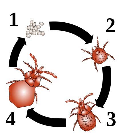 Harvest_mite_cycle_numbered