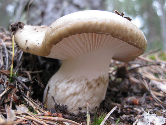 LLenega_negra_Hygrophorus_latitabundus