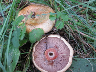 Lactarius_sanguifluus