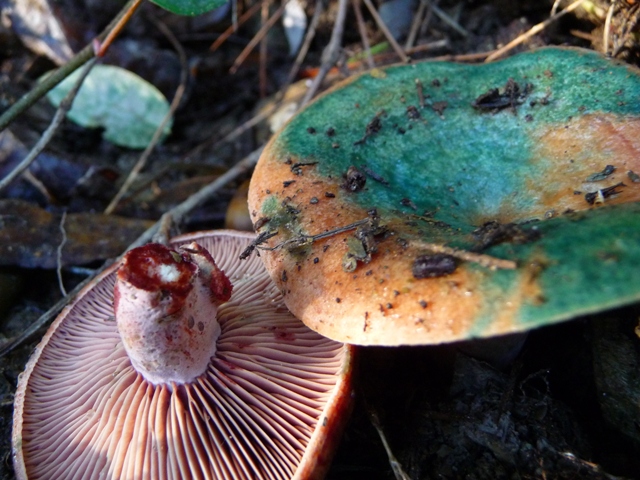 Lactarius_vinosus