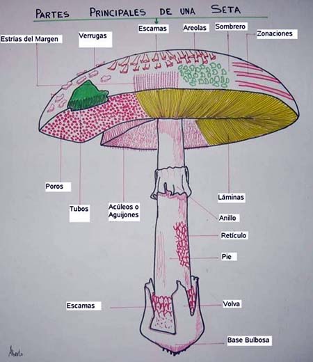 Partes_de_una_seta