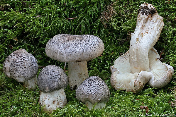 Tricholoma_Pardinum