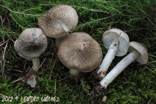 Tricholoma_scalpturatum01