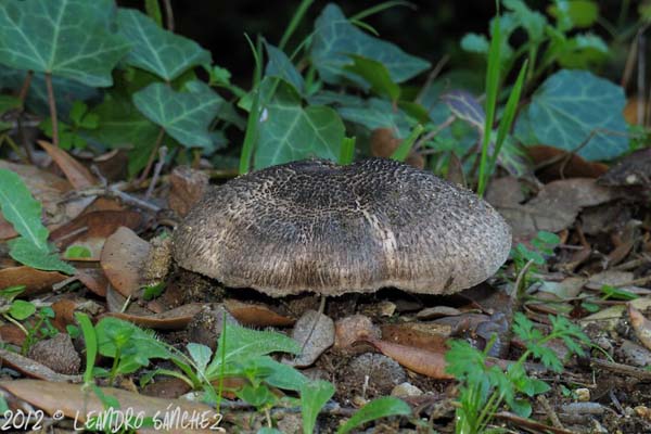 Tricholoma_squarrulosum01