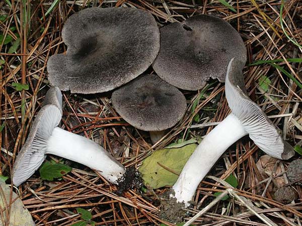 Tricholoma_terreum