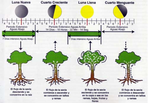 la_Luna_y_la_savia01