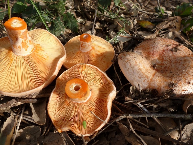 lactarius_deliciosus