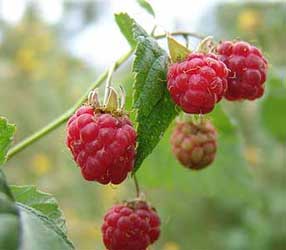 rubus-idaeus-frambueas